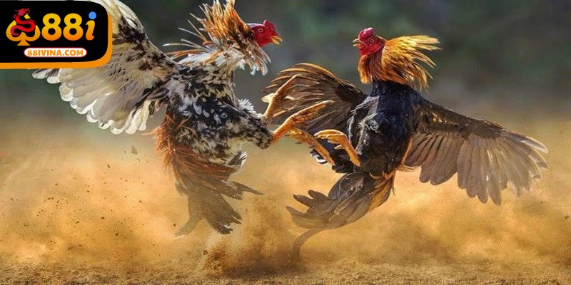 BDD được dùng khi cả 2 chiến kê cùng chết hoặc không thể thi đấu